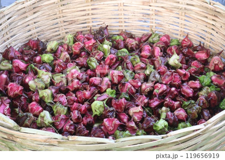 Water Chestnut Trapa natans fruit on shop 119656919