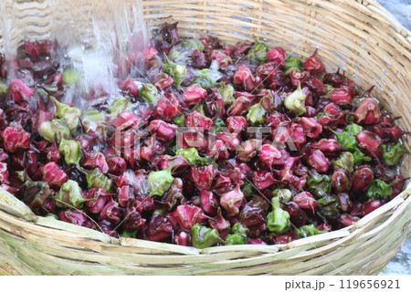 Water Chestnut Trapa natans fruit on shop 119656921