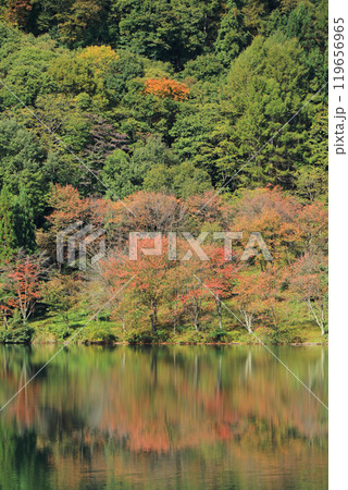 秋の中綱湖　紅葉のオオヤマザクラ 119656965