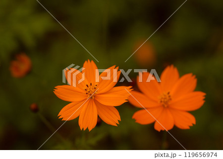 キバナコスモスのクローズアップと暗背景 119656974