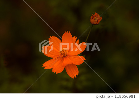 キバナコスモスのクローズアップと暗背景 119656981