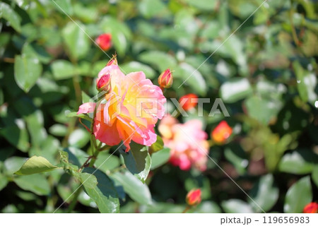 バラの花 スーブニールドゥアンネフランク バラの花 スーブニールドゥアンネフランク 119656983