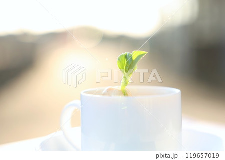 鉢植えの小さな芽　　そら豆 119657019