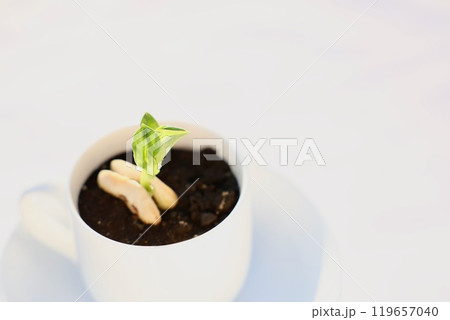 鉢植えの小さな芽 そら豆 鉢植えの小さな芽 そら豆 119657040