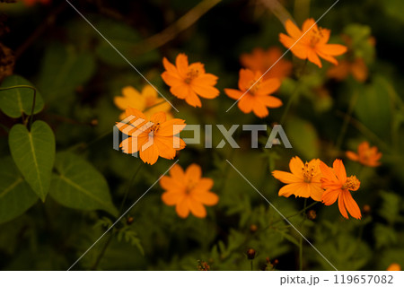 キバナコスモス 119657082