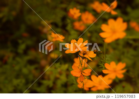 キバナコスモス キバナコスモス 119657083