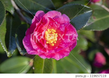 サザンカの花 サザンカの花 119657119
