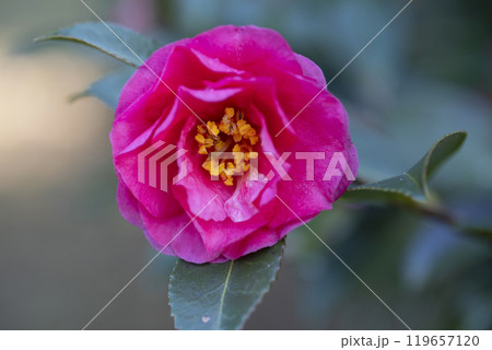 サザンカの花 119657120