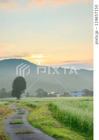 【日の出】一本の木へと向かう道と満開の蕎麦畑【大町市】 119657150