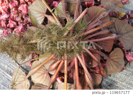 Water Chestnut tree with fruit on farm 119657177