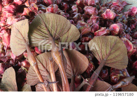Water Chestnut tree with fruit on farm 119657180