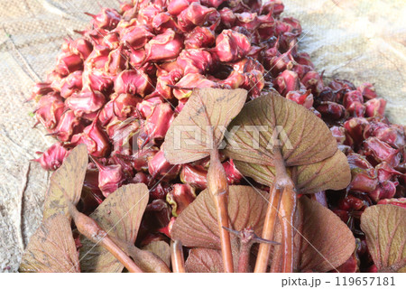 Water Chestnut tree with fruit on farm 119657181