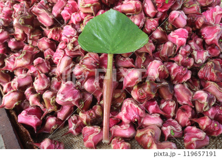 Water Chestnut tree with fruit on farm 119657191