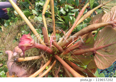 Water Chestnut tree with fruit on farm Water Chestnut tree with fruit on farm 119657202