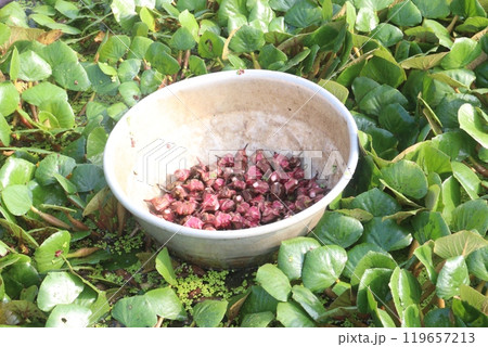 Water Chestnut tree with fruit on farm Water Chestnut tree with fruit on farm 119657213