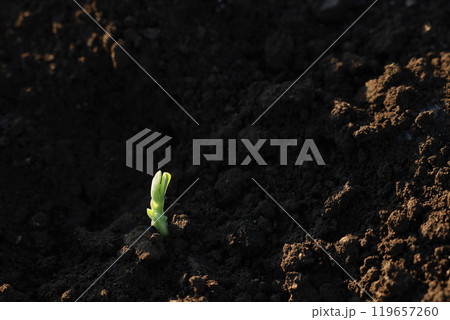 そら豆の発芽 そら豆の発芽 119657260