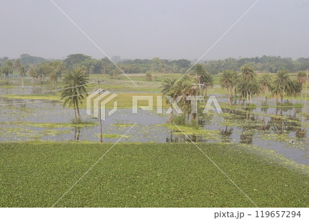 Water Chestnut tree plant farm for harvest 119657294