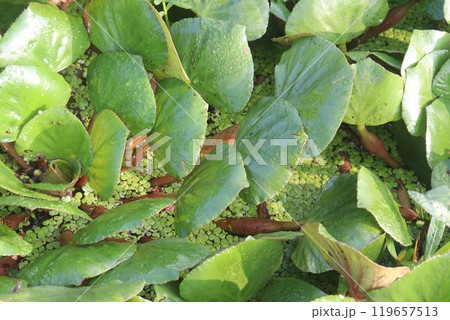 Water Chestnut tree plant on farm for harvest 119657513
