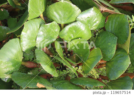 Water Chestnut tree plant on farm for harvest Water Chestnut tree plant on farm for harvest 119657514