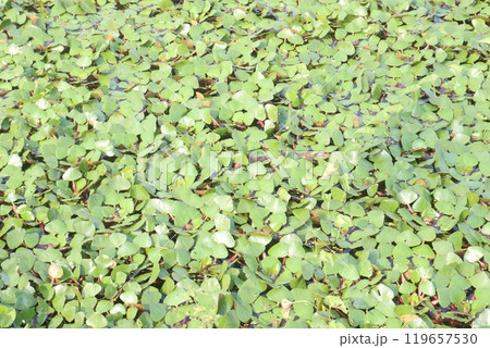 Water Chestnut tree plant on farm for harvest 119657530
