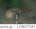 枯れた茎にとまったアキアカネのオス 119657583