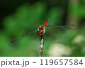 枯れた茎にとまったアキアカネのオス 119657584