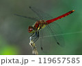 枯れた茎にとまったアキアカネのオス 119657585