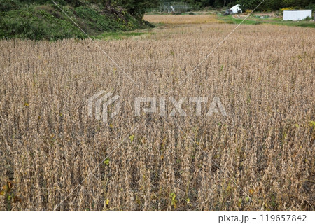 収穫期を迎えた転作田の大豆 119657842