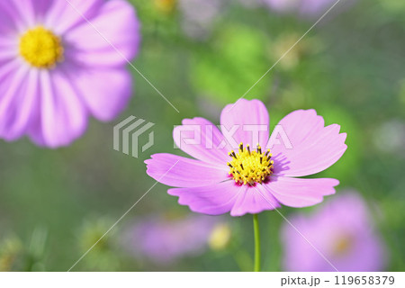 コスモスの花 コスモスの花 119658379