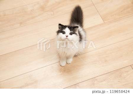 お座りしてカメラを見るスコティッシュフォールドの仔猫 119658424