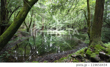 平泉寺白山神社_御手洗池 119658434
