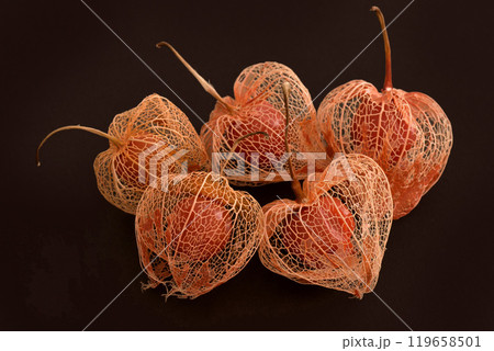 ドライフラワー　 119658501