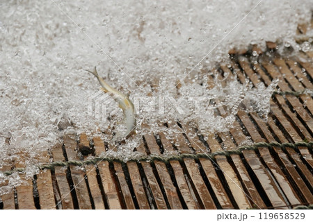 那珂川の観光やな 天然アユのやな漁 鮎の伝統漁法 那珂川の観光やな 天然アユのやな漁 鮎の伝統漁法 119658529