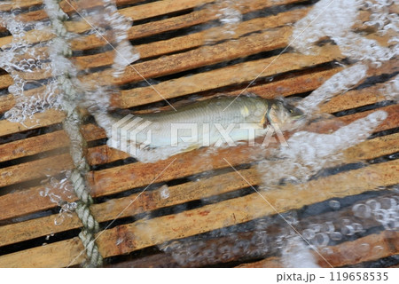 那珂川の観光やな　天然アユのやな漁　鮎の伝統漁法 119658535