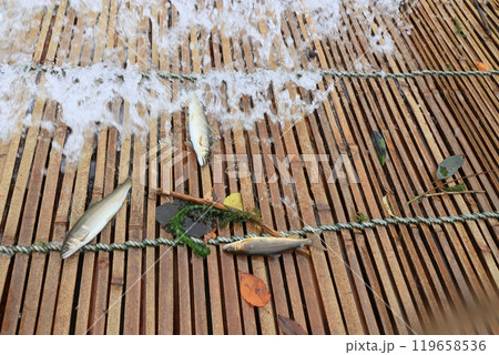 那珂川の観光やな 天然アユのやな漁 鮎の伝統漁法 那珂川の観光やな 天然アユのやな漁 鮎の伝統漁法 119658536