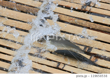 那珂川の観光やな　天然アユのやな漁　鮎の伝統漁法 119658538