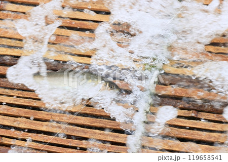 那珂川の観光やな 天然アユのやな漁 鮎の伝統漁法 那珂川の観光やな 天然アユのやな漁 鮎の伝統漁法 119658541