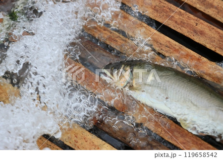 那珂川の観光やな　天然アユのやな漁　鮎の伝統漁法 119658542