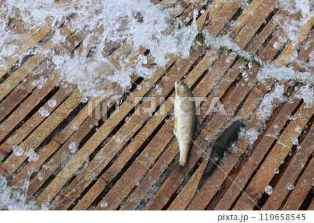 那珂川の観光やな　天然アユのやな漁　鮎の伝統漁法 119658545