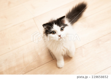 お座りしてカメラを見るスコティッシュフォールドの仔猫 お座りしてカメラを見るスコティッシュフォールドの仔猫 119658652