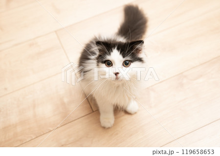 お座りしてカメラを見るスコティッシュフォールドの仔猫 お座りしてカメラを見るスコティッシュフォールドの仔猫 119658653