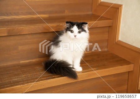 階段とスコティッシュフォールドの仔猫 119658657