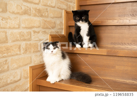 階段に座った2匹の仔猫 階段に座った2匹の仔猫 119658835