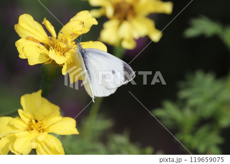 秋の庭に咲く黄色いマリーゴールドの花の蜜を吸うモンシロチョウ 119659075