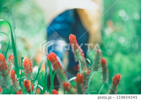 ストロベリーキャンドルのお花摘み 119659345