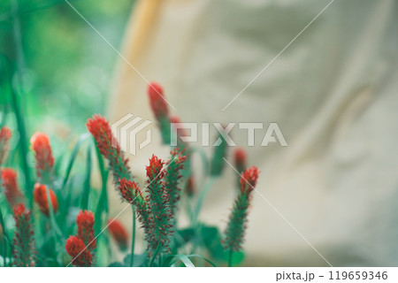 ストロベリーキャンドルのお花摘み 119659346