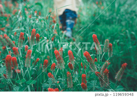 ストロベリーキャンドルのお花摘み ストロベリーキャンドルのお花摘み 119659348