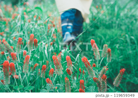 ストロベリーキャンドルのお花摘み ストロベリーキャンドルのお花摘み 119659349