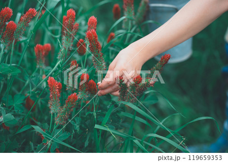 ストロベリーキャンドルのお花摘み ストロベリーキャンドルのお花摘み 119659353