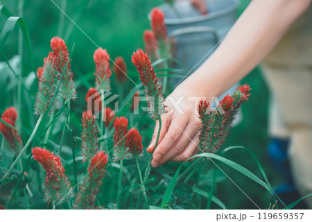 ストロベリーキャンドルのお花摘み ストロベリーキャンドルのお花摘み 119659357